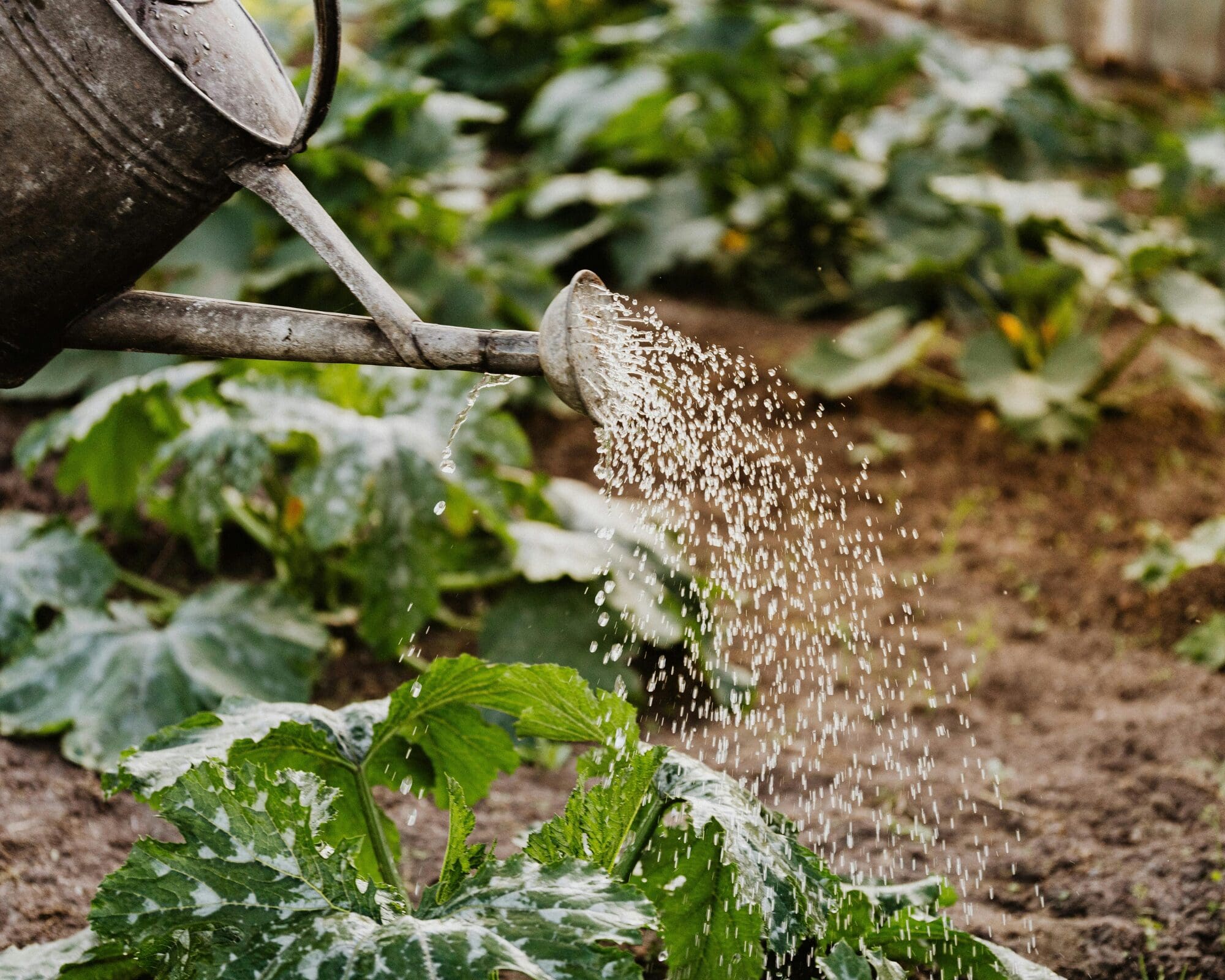 best watering schedule for hot Taranaki summer